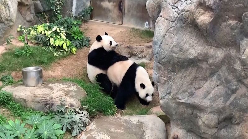 Zoo se kvůli koronaviru uzavřela a pandy se po 10 letech konečně spářily